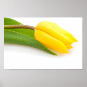 Yellow Tulip Poster