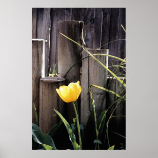 Yellow Tulip Poster