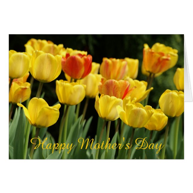 yellow tulips (Front Horizontal)