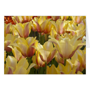 Yellow Tulips
