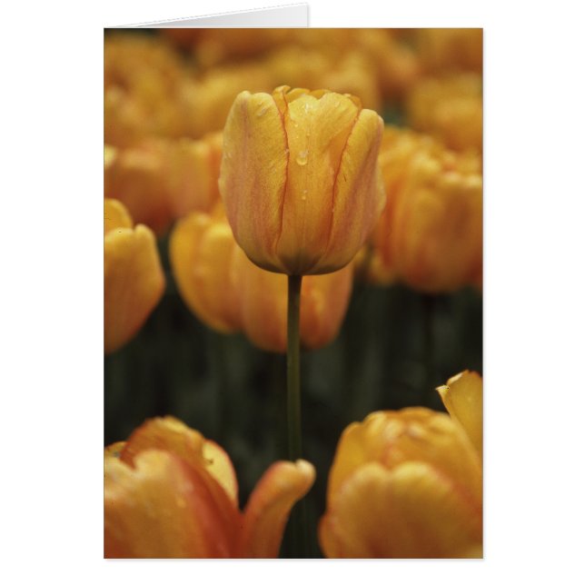 Yellow Tulips Blank Card (Front)