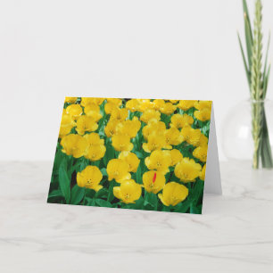 Yellow Tulips Card