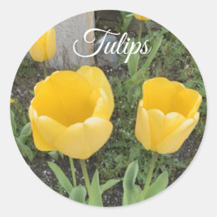 Yellow Tulips Classic Round Sticker