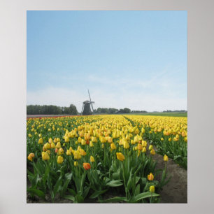 Yellow Tulips Flower Field Holland Poster