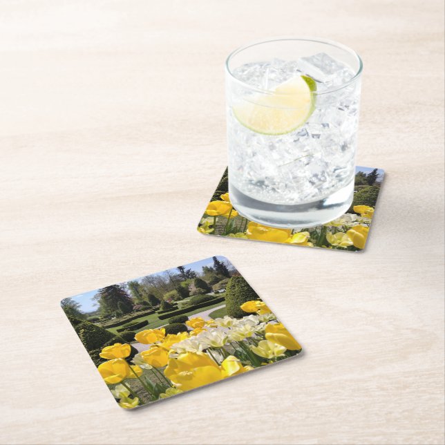 Yellow Tulips from Arboretum Volcji Potok Slovenia Square Paper Coaster (Insitu)