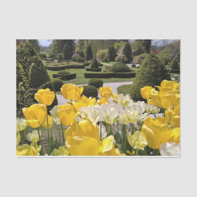 Yellow Tulips from Arboretum Volcji Potok Slovenia Tissue Paper (Front)