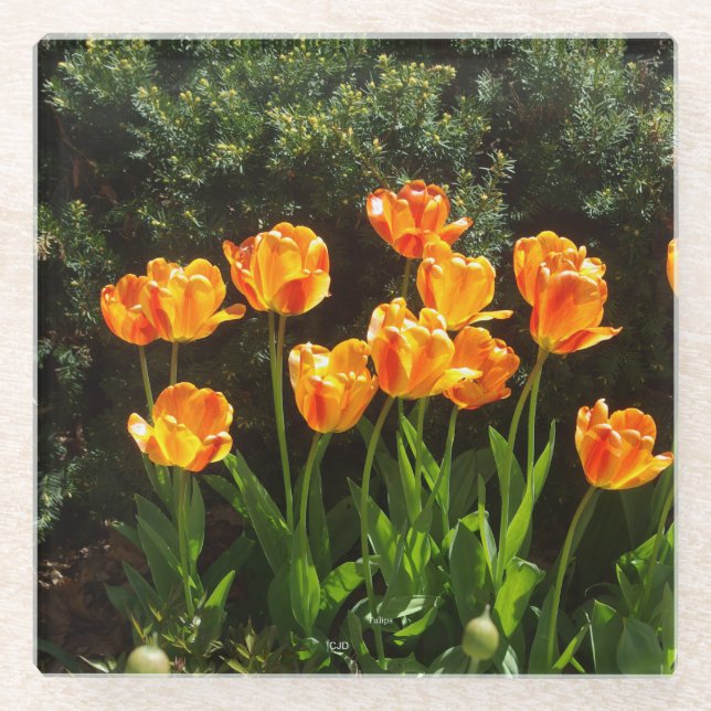 Yellow Tulips glass coaster (Front)