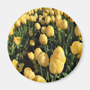 Yellow Tulips in a Field, Oregon Magnet