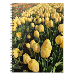 Yellow Tulips in a Field, Oregon Notebook