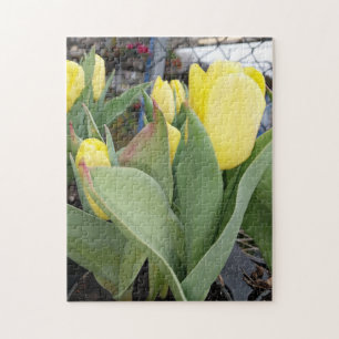 Yellow Tulips in Garden Centre Jigsaw Puzzle