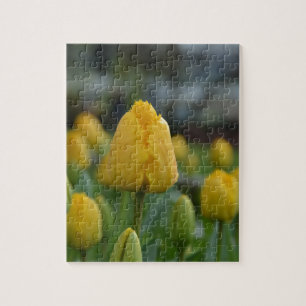 Yellow Tulips in the field Jigsaw Puzzle