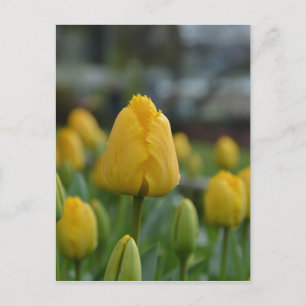 Yellow Tulips in the field Postcard