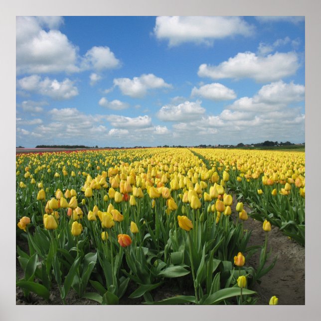 Yellow Tulips Landscape Poster (Front)