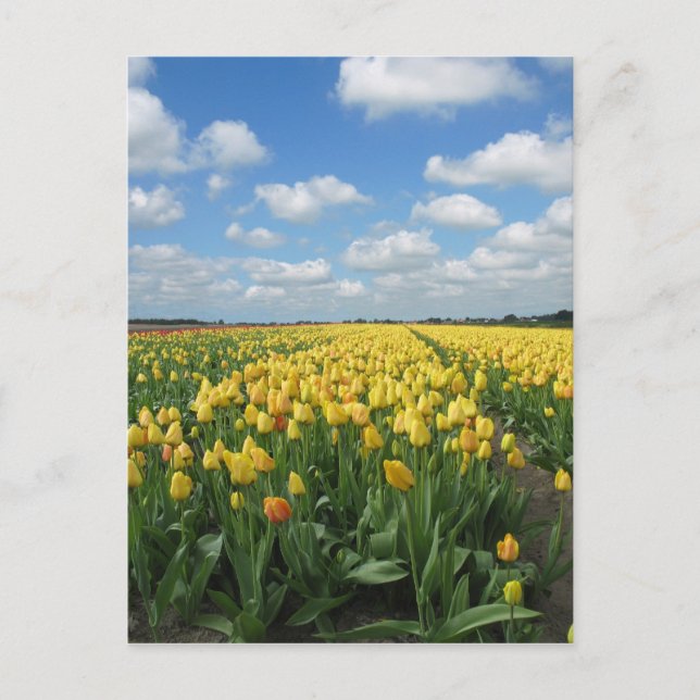 Yellow Tulips Postcard (Front)