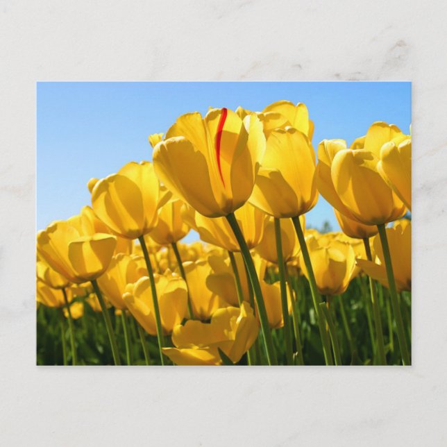 yellow tulips postcard (Front)