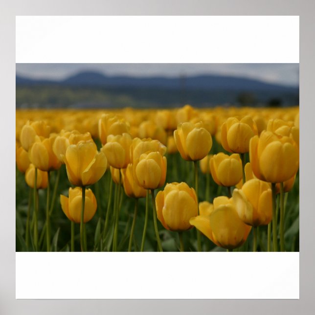 Yellow Tulips Poster (Front)