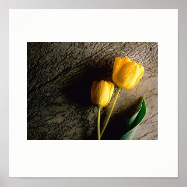 Yellow Tulips Poster (Front)