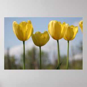 Yellow Tulips Print