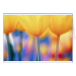 Yellow Tulips with Blue