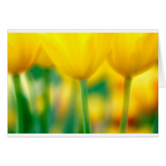 Yellow Tulips with Green (Front Horizontal)