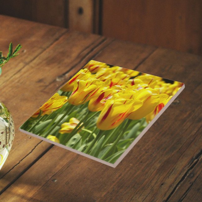 Yellow Tulips with Red Stripes Floral Ceramic Tile (In Situ)
