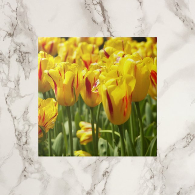 Yellow Tulips with Red Stripes Floral Ceramic Tile (In Situ)