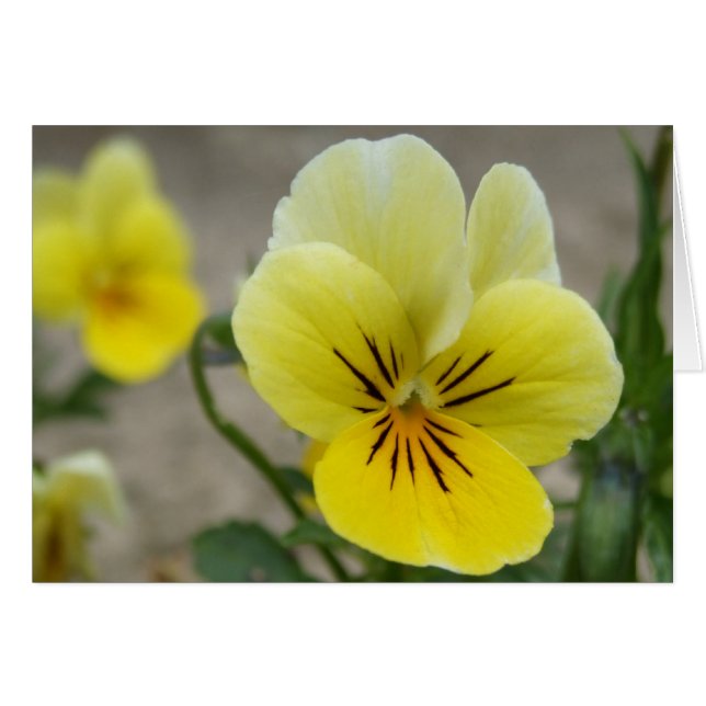 Yellow Viola Card (Front Horizontal)