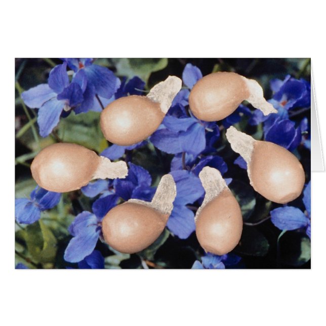 Yellow Violet seeds (Viola papilionacea) flowers (Front Horizontal)