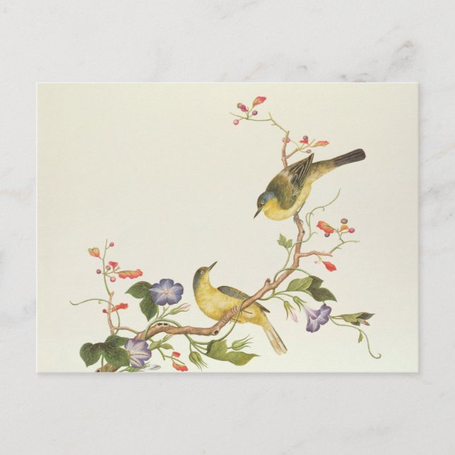 Yellow Wagtail with blue head Postcard (Front)