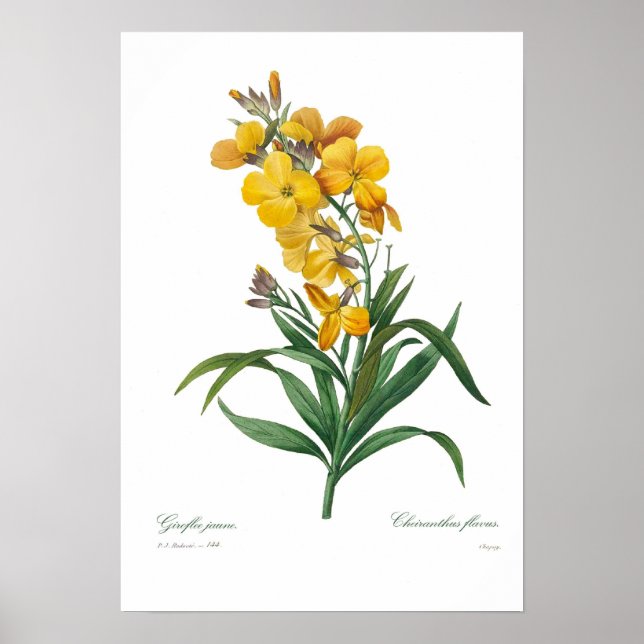 Yellow Wallflower Poster (Front)