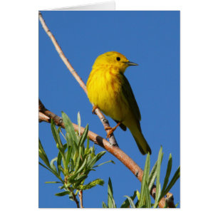 Yellow Warbler