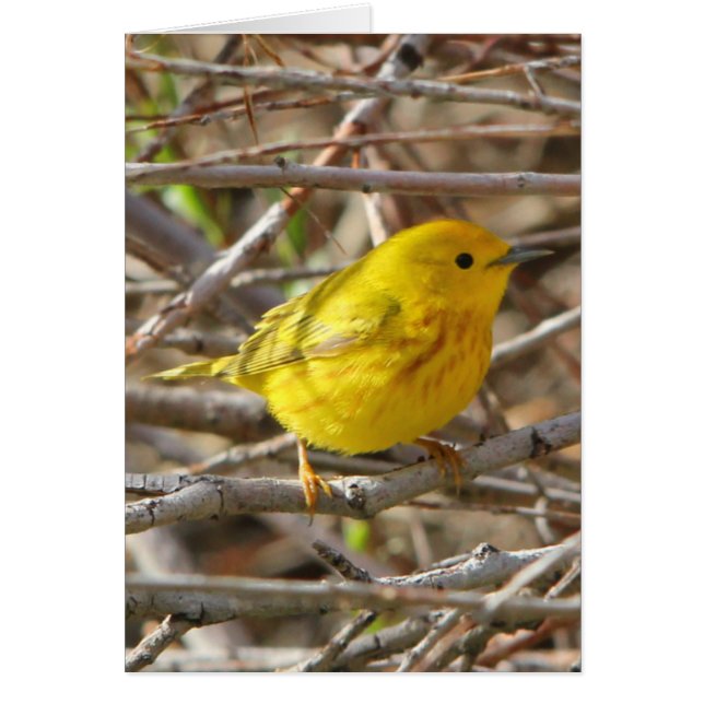 Yellow Warbler (Front)