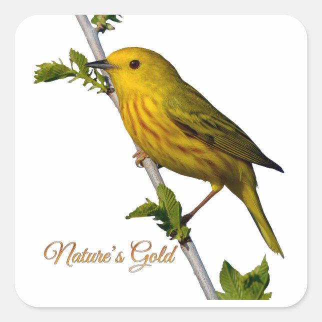 Yellow Warbler “Nature’s Gold” Printed Art Card Square Sticker (Front)