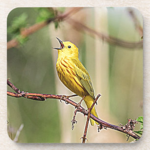 Yellow Warbler Singing Coaster