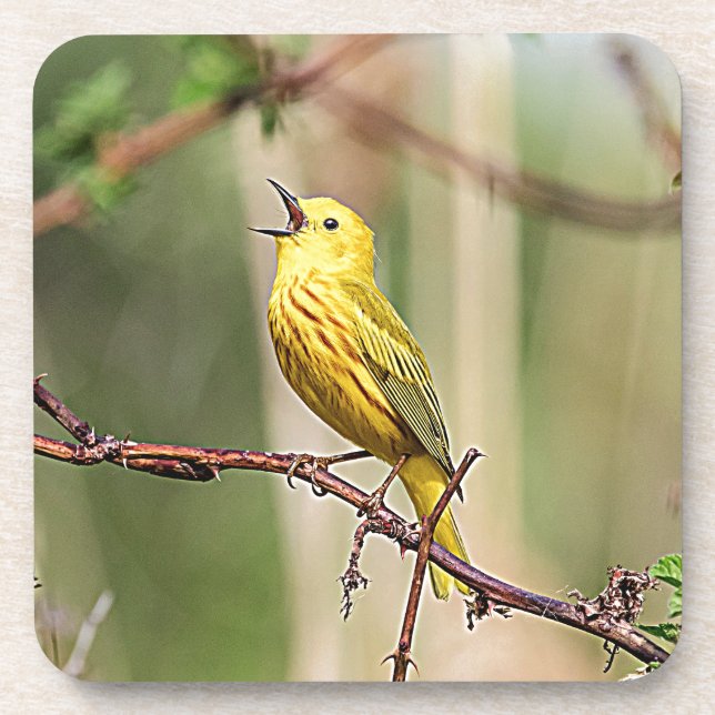 Yellow Warbler Singing Coaster (Front)