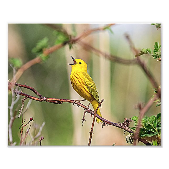 Yellow Warbler Singing Photo Print (Front)