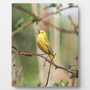 Yellow Warbler Singing Plaque