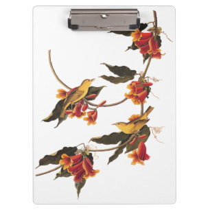 Yellow Warbler Songbirds on Flowering Crossvine Clipboard