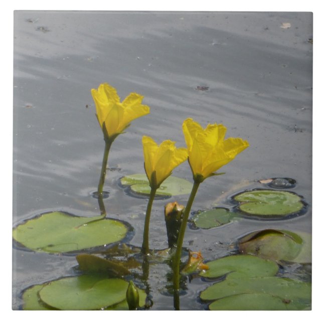 Yellow Water Lilies Ceramic Tile (Front)