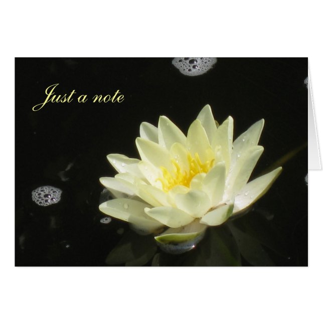 Yellow Water Lily (Front Horizontal)
