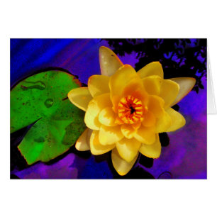 Yellow Water lily
