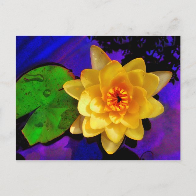 YELLOW WATER LILY POSTCARD (Front)