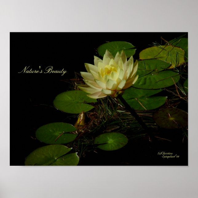 Yellow Water Lily Poster (Front)