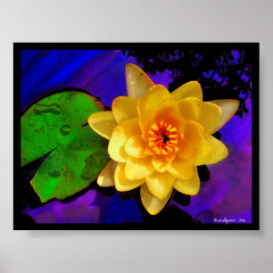 YELLOW WATER LILY , PRINT