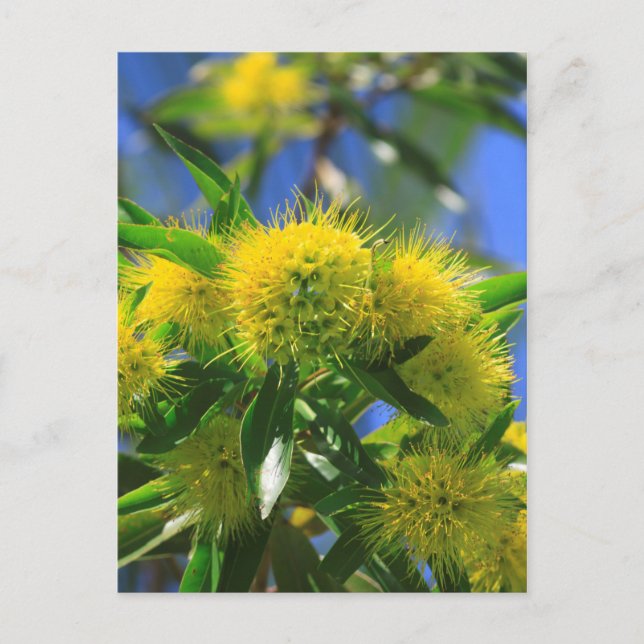 Yellow Wattle Tree Postcard (Front)