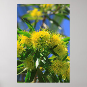 Yellow Wattle Tree Poster