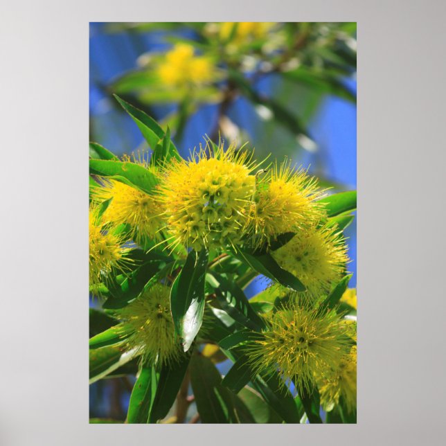 Yellow Wattle Tree Poster (Front)