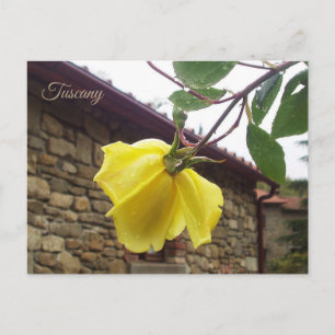 Yellow wet rose. Tuscany.Italy Postcard