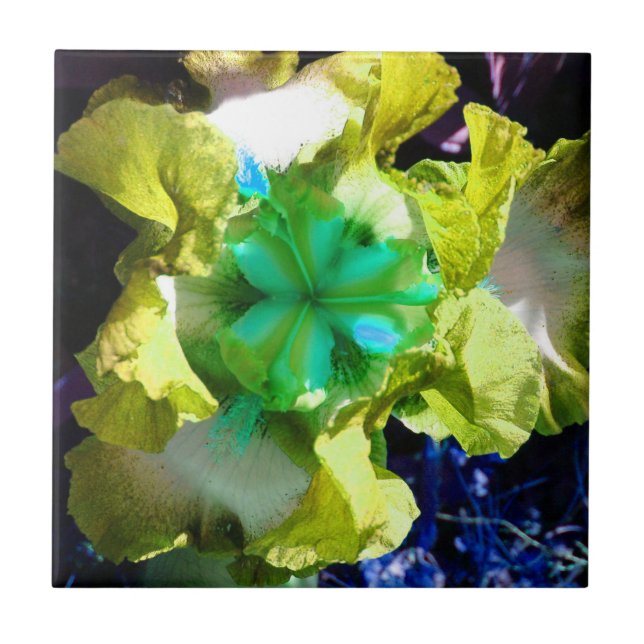 Yellow, white and green Iris Flower Tile (Front)