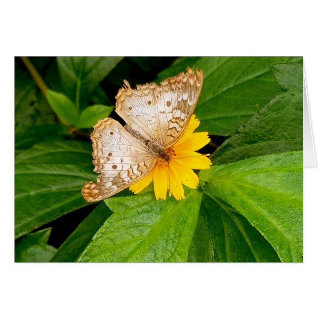 yellow white butterfly moth (Front Horizontal)